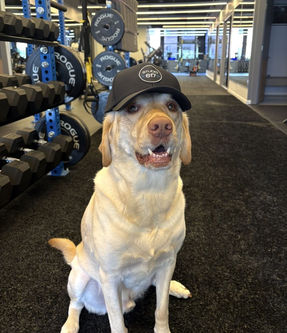 A yellow Lab wearing a Studio 617 cap on the studio floor